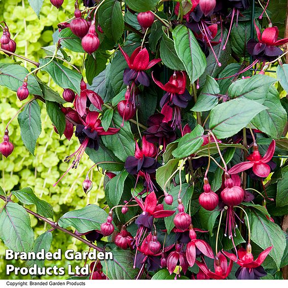 Fuchsia 'Lady in Black'