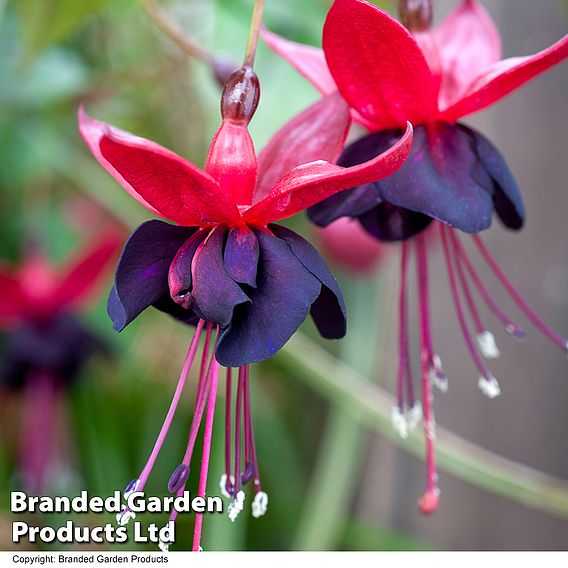 Fuchsia 'Lady in Black'