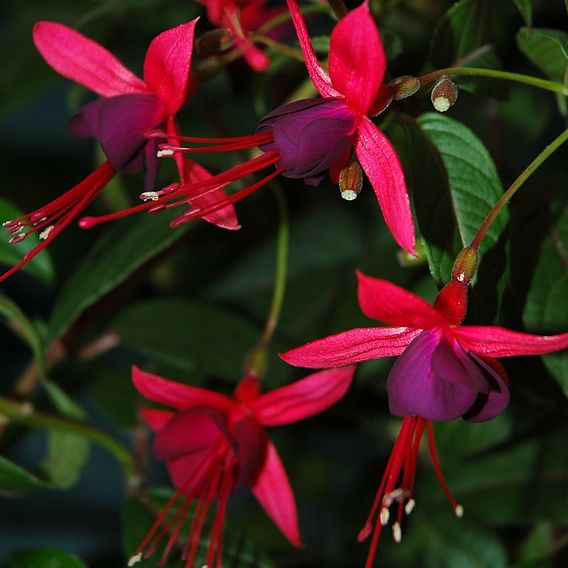 Fuchsia 'Lady Boothby' (Hardy)