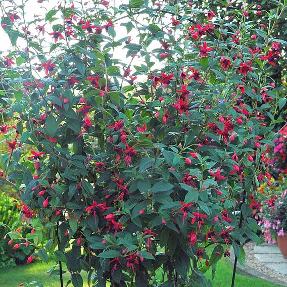Fuchsia 'Lady Boothby' (Hardy)
