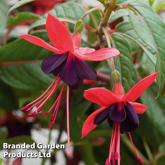 Fuchsia 'Lady Boothby' (Hardy)