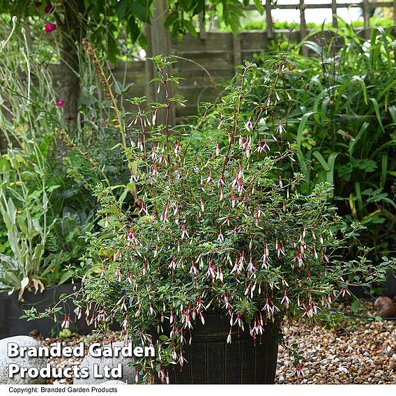 Fuchsia magellanica 'Arauco'