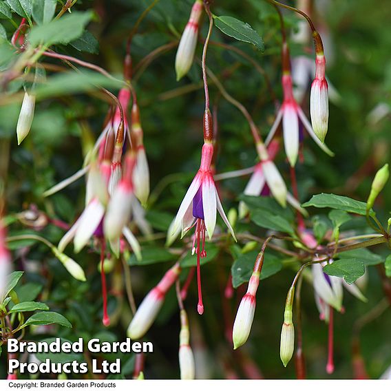 Fuchsia magellanica 'Arauco'