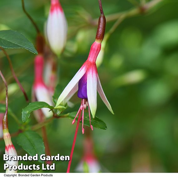 Fuchsia magellanica 'Arauco'