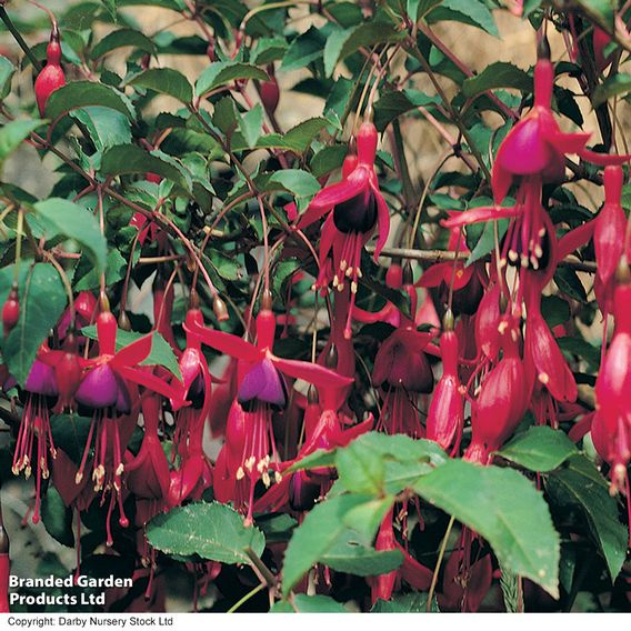 Fuchsia 'Mrs Popple'