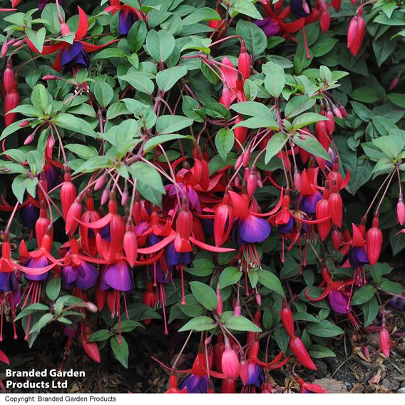 Fuchsia 'Mrs Popple'