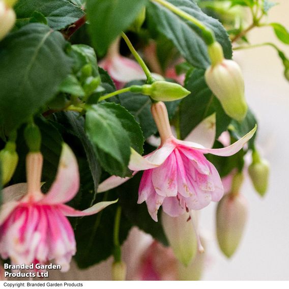 Fuchsia 'Patio Dancers Mambo'