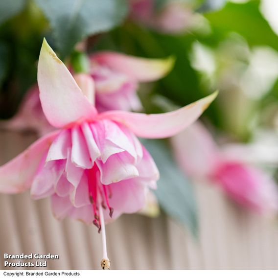 Fuchsia 'Patio Dancers Mambo'