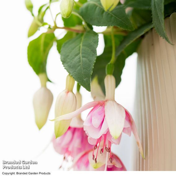 Fuchsia 'Patio Dancers Mambo'