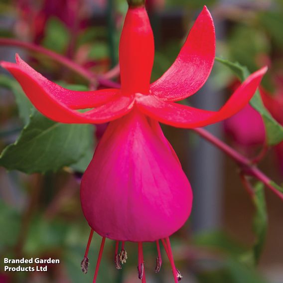 Fuchsia 'Pink Fizz' (Hardy)