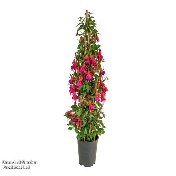 Fuchsia 'Pink Fizz' (Hardy)
