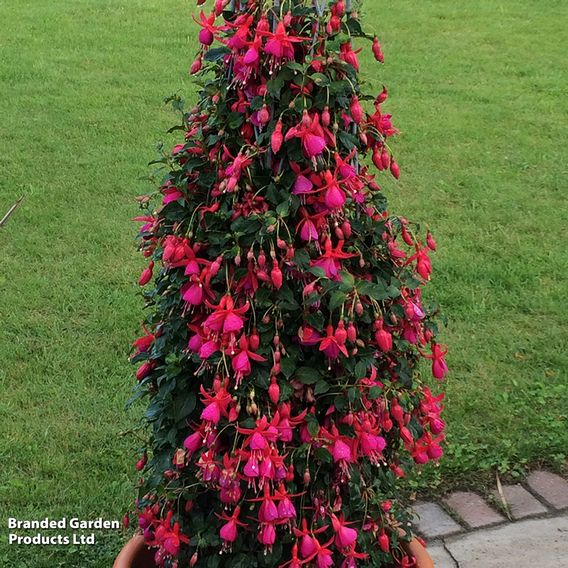 Fuchsia 'Pink Fizz' (Hardy)