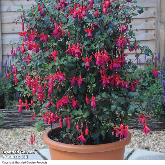 Fuchsia 'Pink Fizz' (Hardy)