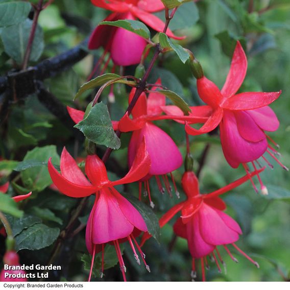 Fuchsia 'Pink Fizz' (Hardy)