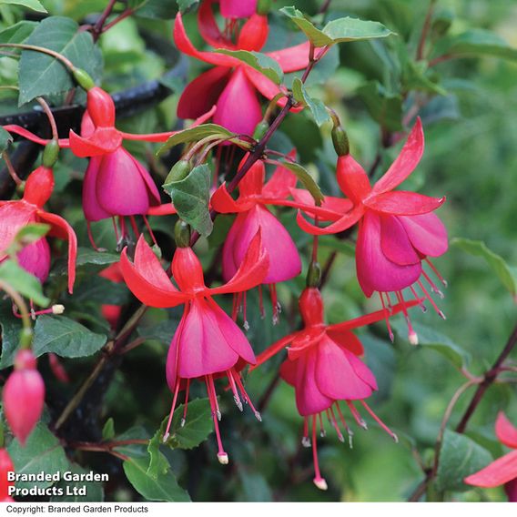 Fuchsia 'Pink Fizz' (Hardy)