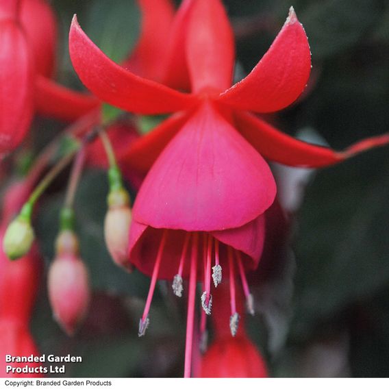 Fuchsia 'Pink Fizz' (Hardy)