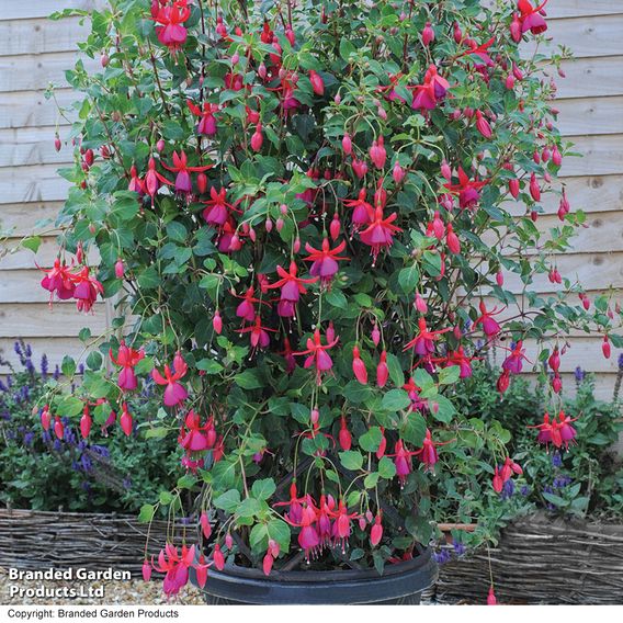 Fuchsia 'Pink Fizz' (Hardy)