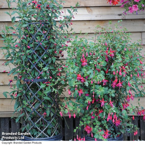 Fuchsia 'Pink Fizz' (Hardy)