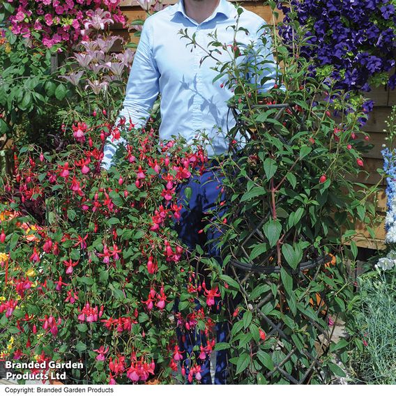 Fuchsia 'Pink Fizz' (Hardy)