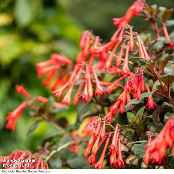 Fuchsia 'Professor Henkel'