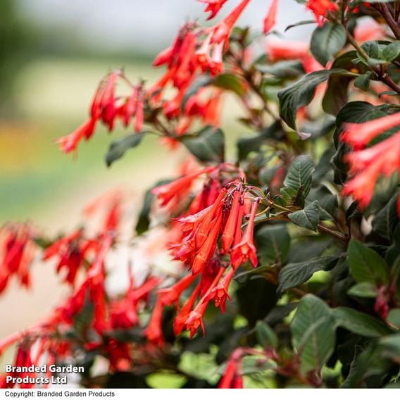 Fuchsia 'Professor Henkel'
