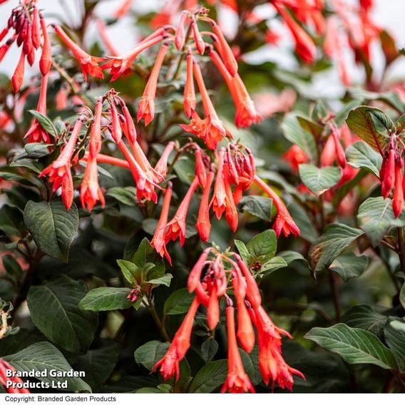 Fuchsia 'Professor Henkel'