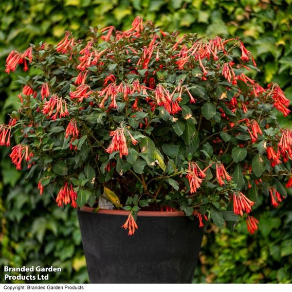 Fuchsia 'Professor Henkel'
