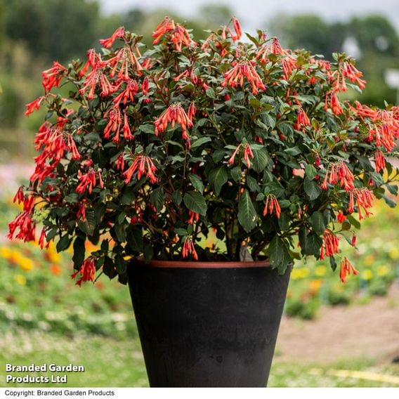 Fuchsia 'Professor Henkel'