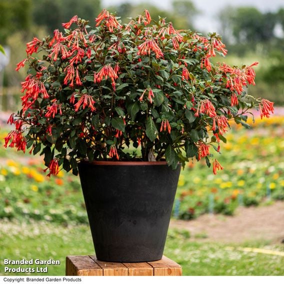 Fuchsia 'Professor Henkel'