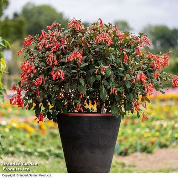 Fuchsia 'Professor Henkel'
