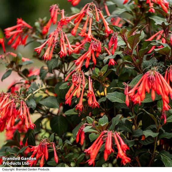 Fuchsia 'Professor Henkel'
