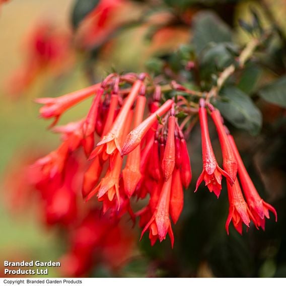 Fuchsia 'Professor Henkel'