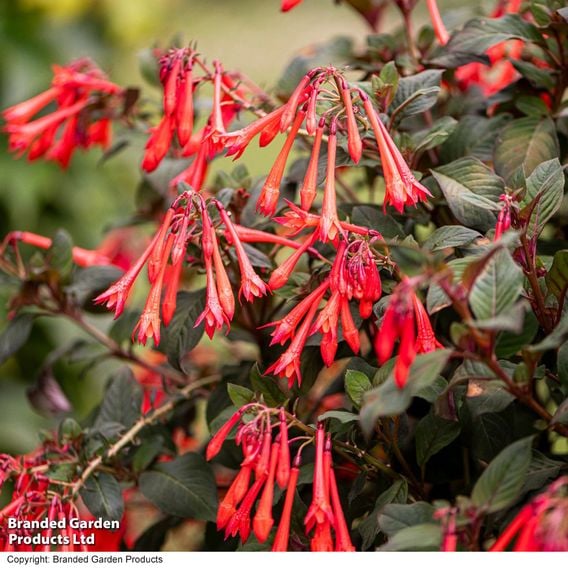 Fuchsia 'Professor Henkel'