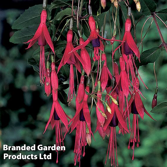 Fuchsia 'Riccartonii' (Hardy)