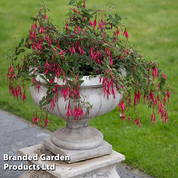 Fuchsia Riccartonii 