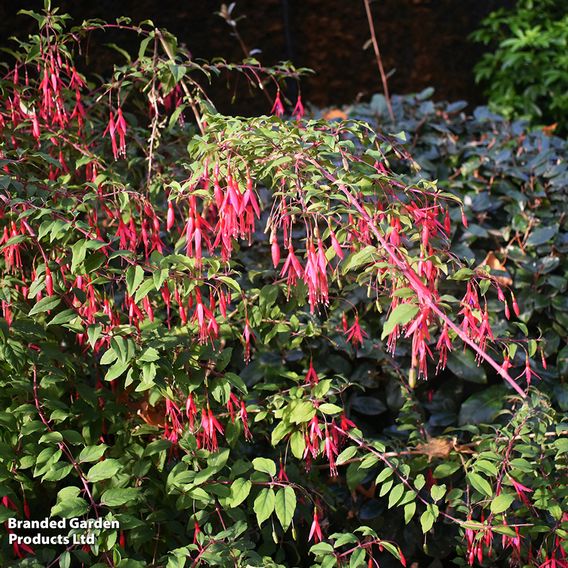 Fuchsia 'Riccartonii' (Hardy)