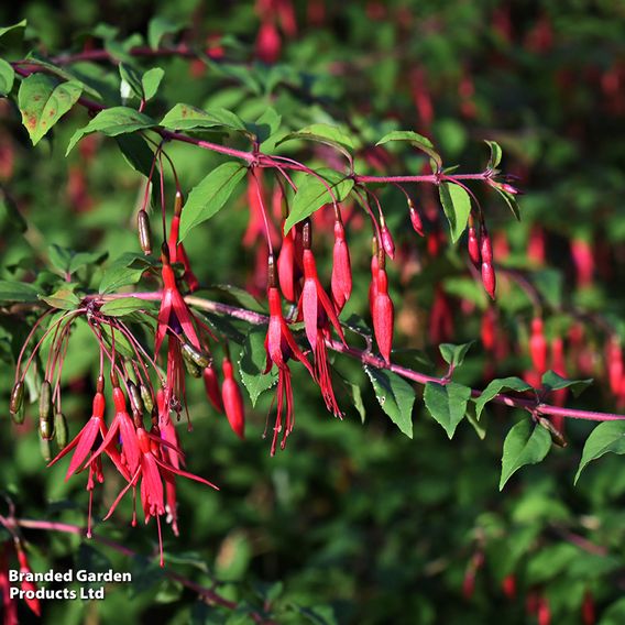 Fuchsia 'Riccartonii' (Hardy)