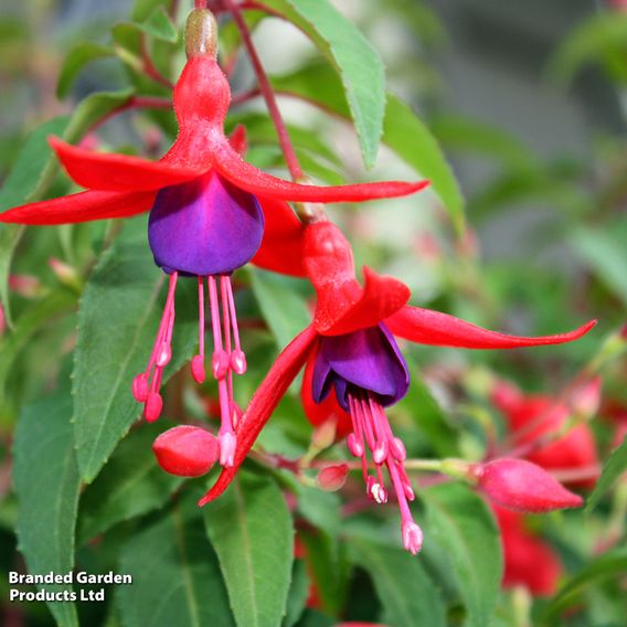 Fuchsia 'Riccartonii' (Hardy)