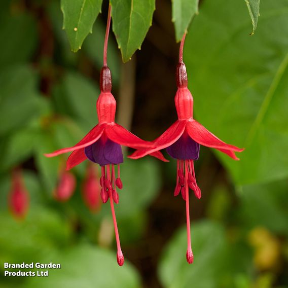 Fuchsia 'Riccartonii' (Hardy)