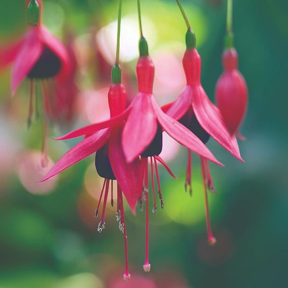 Fuchsia Riccartonii 