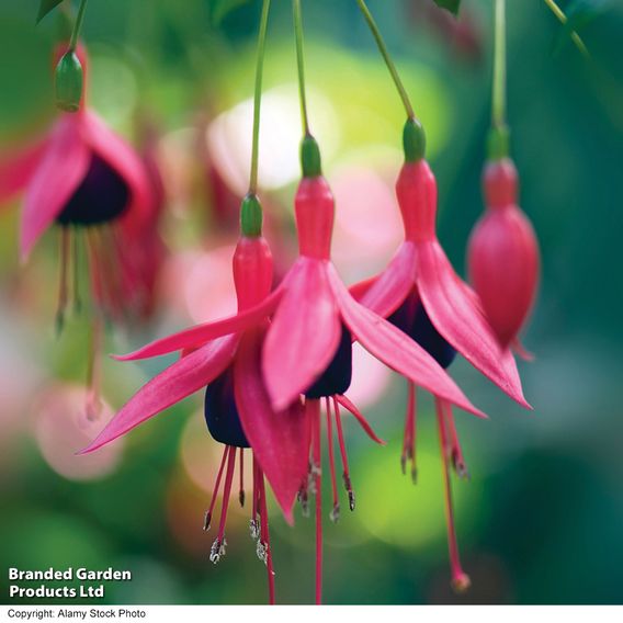 Fuchsia 'Riccartonii' (Hardy)