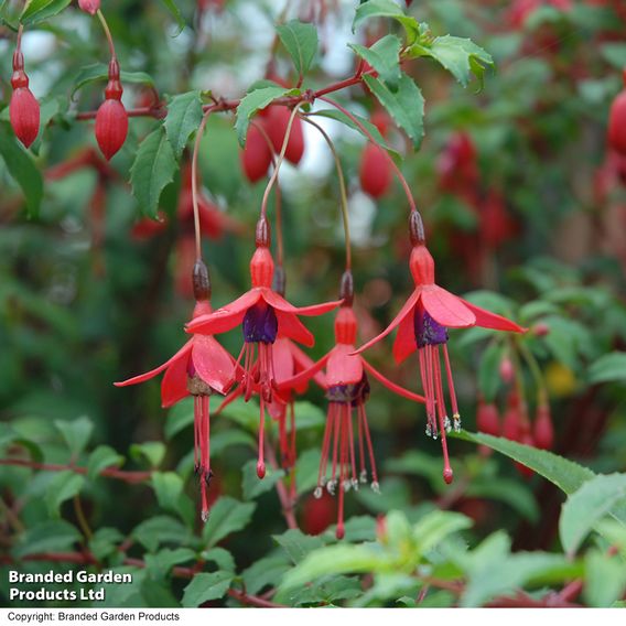 Fuchsia 'Riccartonii' (Hardy)