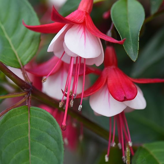 Fuchsia 'Skyrocket' (Hardy)