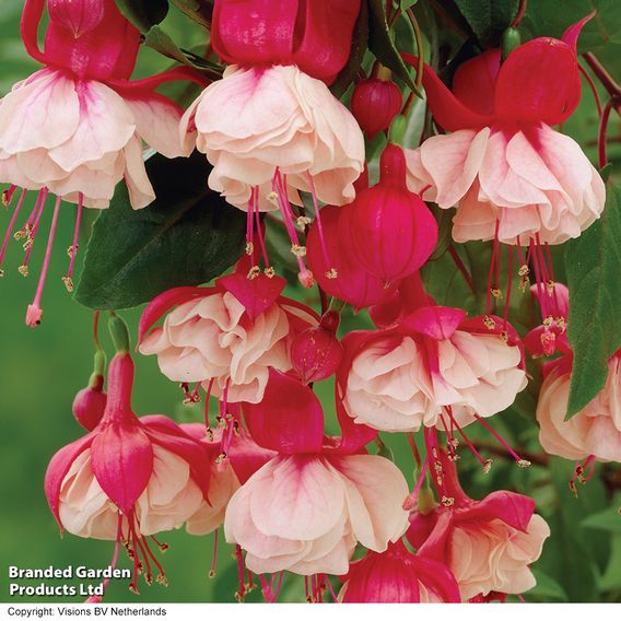 Fuchsia 'Swingtime'
