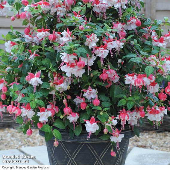 Fuchsia 'Swingtime'