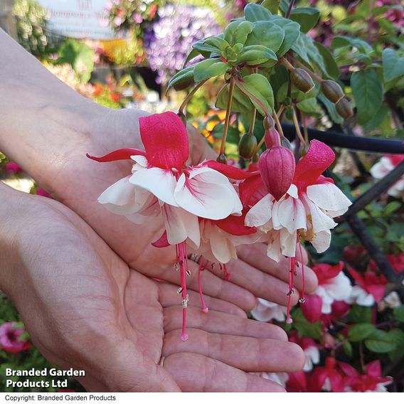 Fuchsia 'Swingtime'