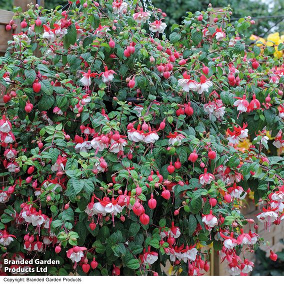 Fuchsia 'Swingtime'