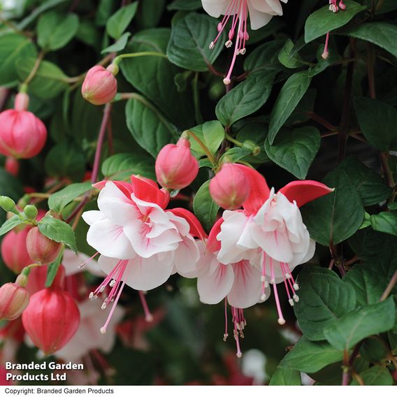 Fuchsia 'Swingtime'