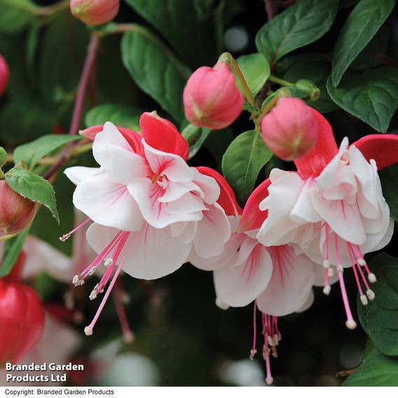 Fuchsia 'Swingtime'