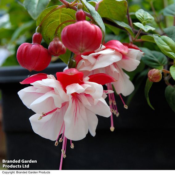 Fuchsia 'Swingtime'